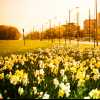 Daffodils under orange light