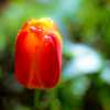 Annual Tulips 1