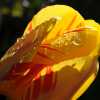 Annual Tulips 2