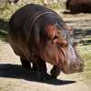 Hippo!