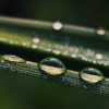 Drops