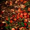Fall Apples