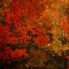 Fall Colour II