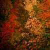 Fall Colour III
