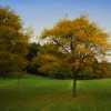 Yellow Tree