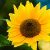 Last Sunflower of the Season