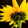 Sunflower II one from the back