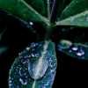 Drops