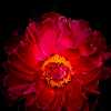 Peony